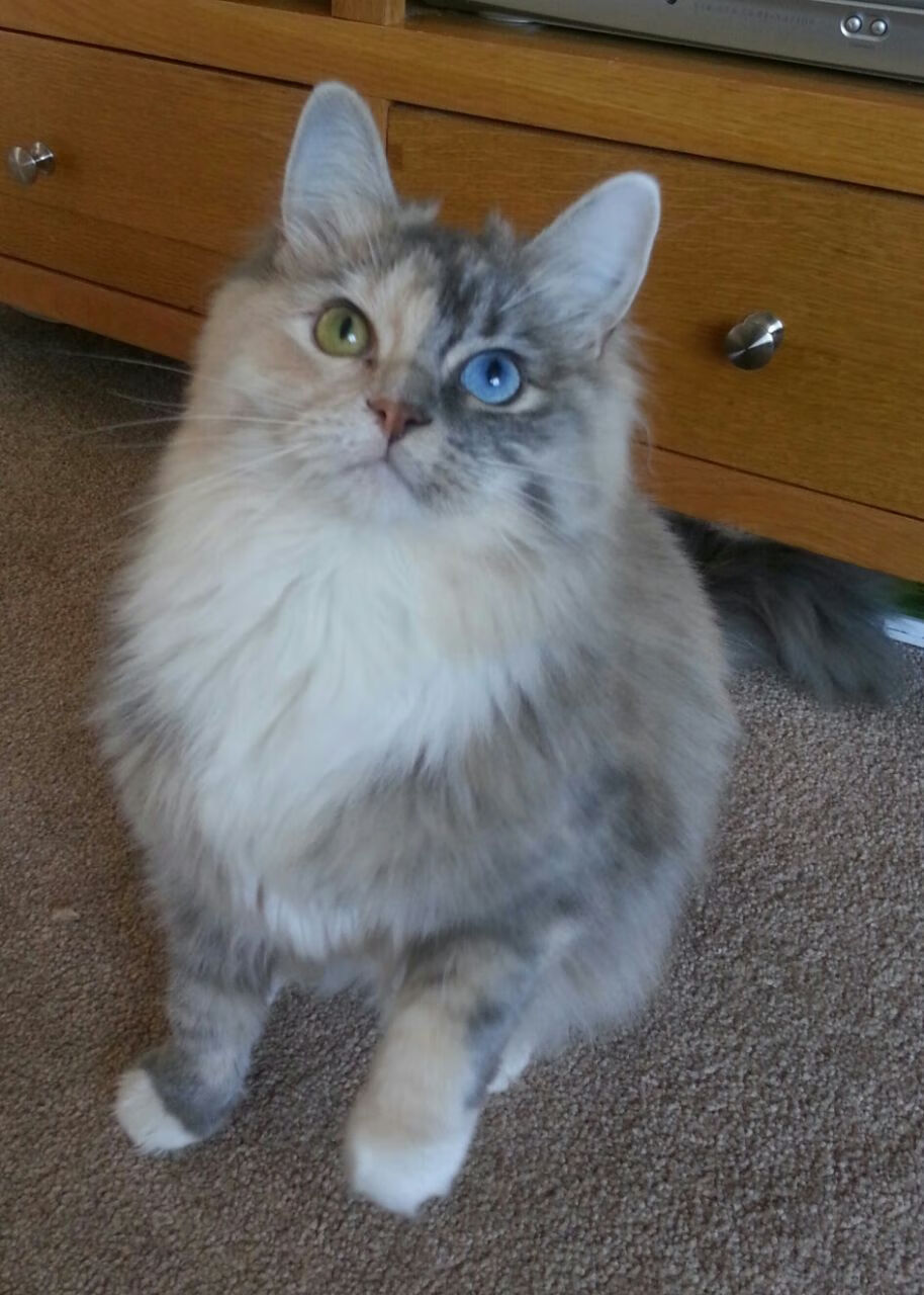 开云体育官方网站-雷霆万钧难撼擎天广厦，西亚卡姆统治级表现诠释现代篮球美学